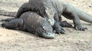 Wrestling of the Komodo Dragons [upl. by Short]