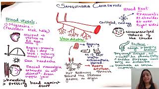 Sanguinaria Canadensis in HINDI  Pictorial representation of DRUG  Homeopathy Medicine [upl. by Brantley]