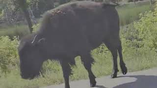 Wild Buffalo in North Dakota [upl. by Annadiana]