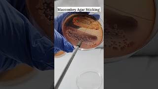 Macconkey Agar Sticking  Microbiology Media Preparation shorts feedshorts science microbiology [upl. by Niuqaoj]