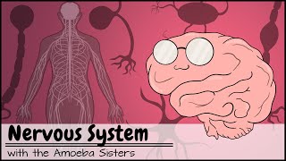 Nervous System [upl. by Otilia]