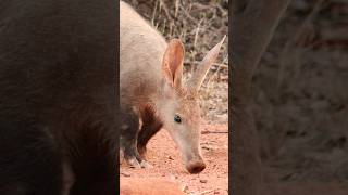 Baby aardvarks are SO CUTE 🥺 Animal Fact Files wildlife animalfacts animals babyanimals [upl. by Ver399]