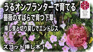 うるオンプランターで育てる🌹薔薇のずぼらで育つ下草 ペチュニアとバーベナ 挿し芽と切り戻しでエンドレスでお財布に優しいガーデニングうるオンプランター [upl. by Fae787]