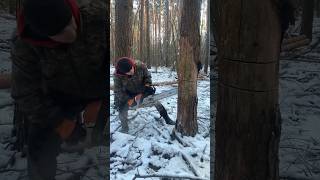 Tree cutting used in abroad shortsvideo [upl. by Tacy]