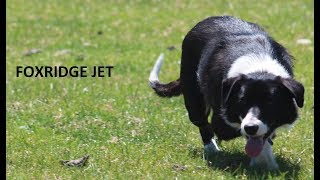 Foxridge Jet Sion Jones Corwen Skipton Sheepdog Sale 060718 [upl. by Yun]