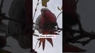 Galah Cockatoo Sounds [upl. by Iahk498]