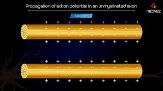 Propagation of action potential in an unmyelinated axon  Animated medical physiology [upl. by Idnahr]