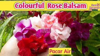 Aneka Warna Bunga Pacar Air Tumpuk  Colourful Rose Balsam  Impatiens balsamina L [upl. by Fullerton757]