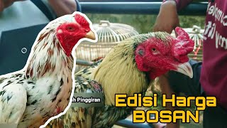 Pasar Hewan Wedi Pahingan Blorok Poin  Pasar Ayam Bangkok Pahing Kuntulan Wedi [upl. by Guadalupe934]