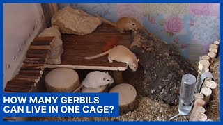 How Many Gerbils Can Live In One Cage [upl. by Yragerg]