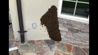 Swarm Removal using the Bee Vacuum [upl. by Teddman19]