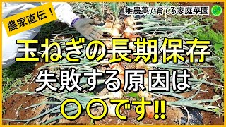 【玉ねぎ栽培】腐らせずに長く保存するために収穫後にやるべきこと【有機農家直伝！無農薬で育てる家庭菜園】 2468 [upl. by Elacsap801]