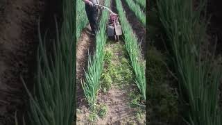 Green onion field drainage ditch construction machine [upl. by Elehcar]