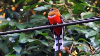 Birds of Malaysia [upl. by Pierpont]