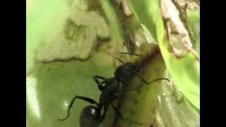 Myrmecophily  Camponotus vagus attracted by caterpillars of Scolitantides orion [upl. by Elagibba]