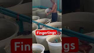 Feeding fingerlings in cicrular fish tank 200L fingelings lapu lapu  grouper [upl. by Attenor]