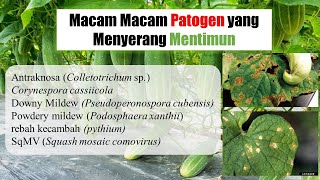 Macam Macam Patogen yang Menyerang Mentimun [upl. by Morena191]