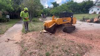 Carlton 7015 Grinding a 250 Stump in 6 Minutes Easily 💥 💥 💥 [upl. by Ydne]