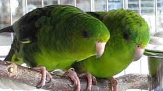 Lineolated Parakeets  new stars on YouTube [upl. by Rudiger465]