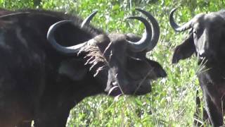 Herd of buffalo in a dry river  Büffelherde Syncerus caffer [upl. by Orr]