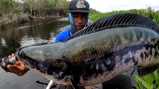 SUNGAI PEDALAMAN RIAU GUDANG NYA IKAN TOMAN DAN GABUS MANCING CESTING TOMAN [upl. by Isador]