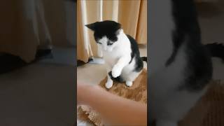 lets play 🐱🐱🐱 petlove catshorts catsofyoutube petvideos cutecat cutecatshort cute cats APT [upl. by Siri829]