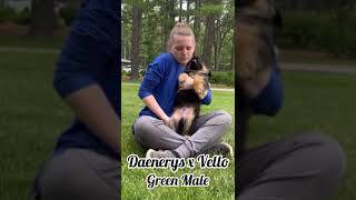 Daenerys 9 Weeks Green Collar Male [upl. by Aivle]