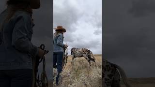 horses are home❤️ moving firsthome homestead montana [upl. by Ajaj]