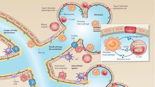 Barrier Surfaces of the Innate Immune System [upl. by Inami]