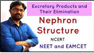 Nephron Structure NCERT  Excretory Products and Their Elimination [upl. by Dorcia414]