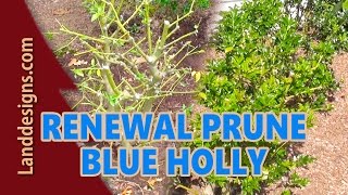 Renewal Pruned Blue Holly Results [upl. by Stanly]