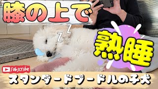 俺の膝の上で寝たがるスタンダードプードルの子犬 Standard poodle puppy wants to sleep on my lap [upl. by Odlopoel]