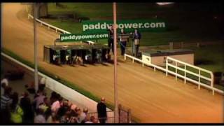 College Causeway  Route to Irish Greyhound Derby victory [upl. by Nerrak887]