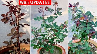 My SECRETS To Get TONS of NEW Growth On Roses [upl. by Abebi]