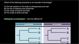 Homology vs Homoplasy  Cladogram vs Phylogram [upl. by Codding]