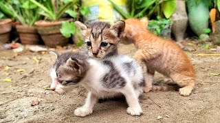 Homeless Kittens crying out loud for Mother Cat [upl. by Files609]