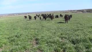 Spring Cattle Move 2013 Part 2 [upl. by Ejrog]