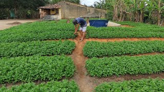 mostrando a plantação de coentro [upl. by Nylqcaj23]