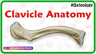 Clavicle Anatomy Animation  General features Osteology Attachments Development clinical anatomy [upl. by Barbur]