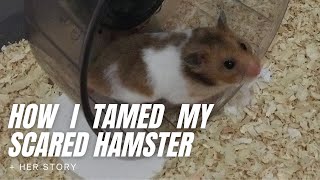 How I Tamed My Scared Hamster  Her Story [upl. by Shutz]