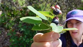 Saskatoon Amelanchier alnifolia [upl. by Faruq738]