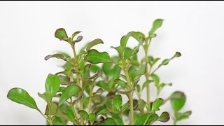 Coprosma repens  Koprosma Mirror Bush [upl. by Oriana253]