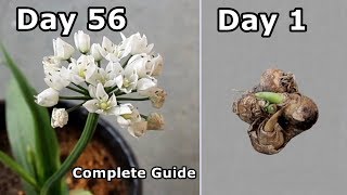 Ornithogalum from Bulbs to Flowering [upl. by Garbe]