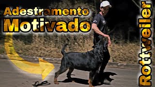 Como adestramento o meu cachorro Rottweiler Alguns Cuidados no Passeio [upl. by Burton634]