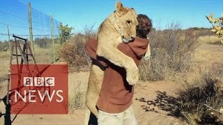 Lion hugger This is how Sirga the lion greets her owner  BBC News [upl. by Jareb329]