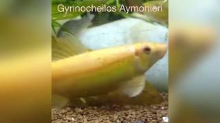 Gold Algae Eater（Gyrinocheilos Aymonieri）feeding in fish tank [upl. by Gar864]