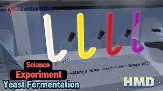 Science experiment  Yeast Fermentation [upl. by Francis]