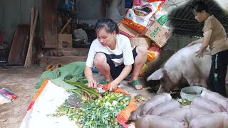 Cook pig bran from itchy potatoes to give mother pigs more milk Prevent disease in piglets [upl. by Garmaise184]