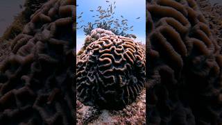 BRAIN CORAL viral scubadiving oceanlife coral sea reef [upl. by Harriot]