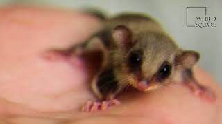 Interesting facts about feathertail gliders by weird square [upl. by Seavey]